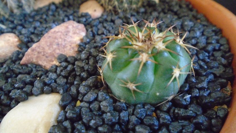 Discocactus squamibaccatus (D. heptacanthus ssp. heptacanthus, HU 563) - Cactusi 2021
