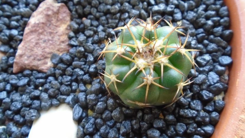 Discocactus squamibaccatus (D. heptacanthus ssp. heptacanthus, HU 563) - Cactusi 2021
