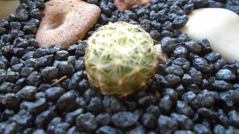 Discocactus buenekeri - Cactusi 2021