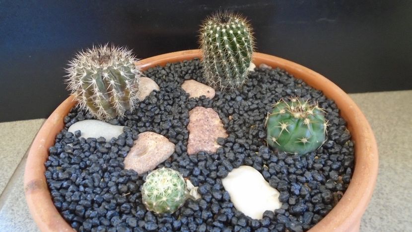 Grup de 4 cactusi - Cactusi 2021