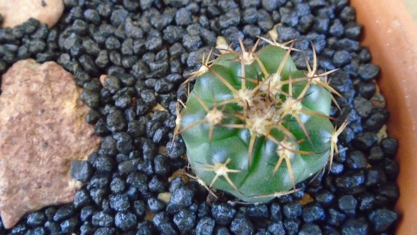 Discocactus squamibaccatus (D. heptacanthus ssp. heptacanthus, HU 563) - Cactusi 2021