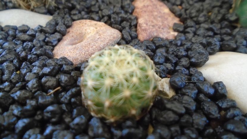 Discocactus buenekeri - Cactusi 2021