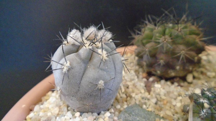 Eriosyce villicumensis - Cactusi 2021