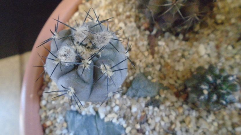 Eriosyce villicumensis - Cactusi 2021