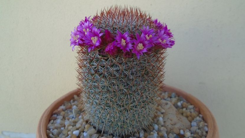 Mammillaria matudae - Cactusi 2021