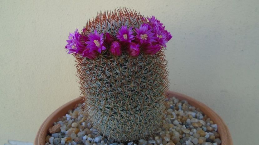 Mammillaria matudae - Cactusi 2021