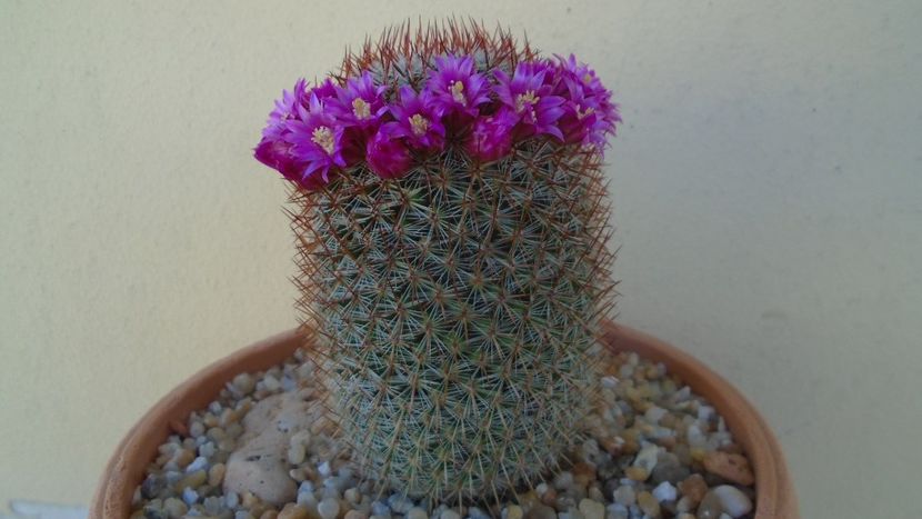 Mammillaria matudae - Cactusi 2021