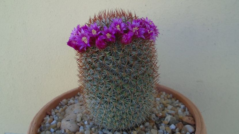 Mammillaria matudae - Cactusi 2021