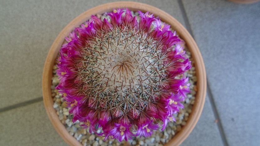 Mammillaria matudae - Cactusi 2021