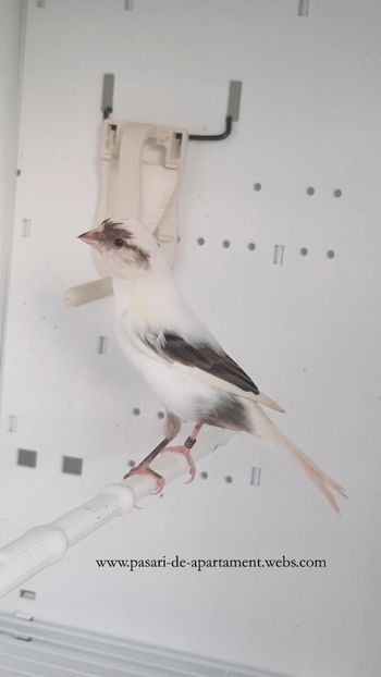 Femela - 2021 Timbrado