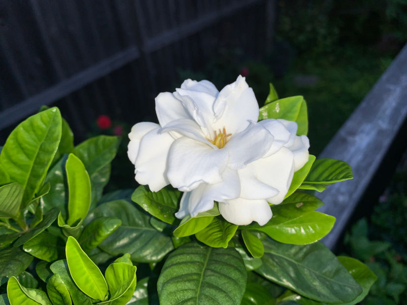  - Jurnalul gradinii 2021