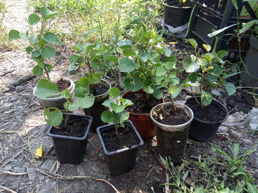 Abutilon 4 culori 60lei toți 7 - Disponibil