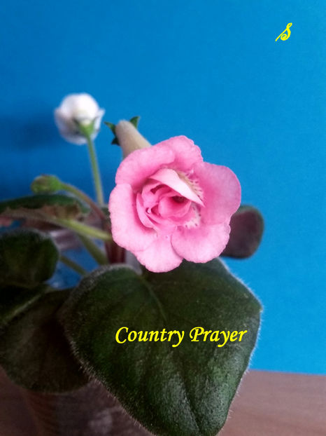 Country Prayer(27-07-2021) - Sinningii 2021