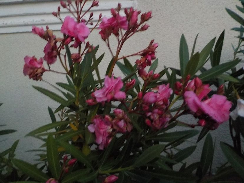 - roseum plenum 21