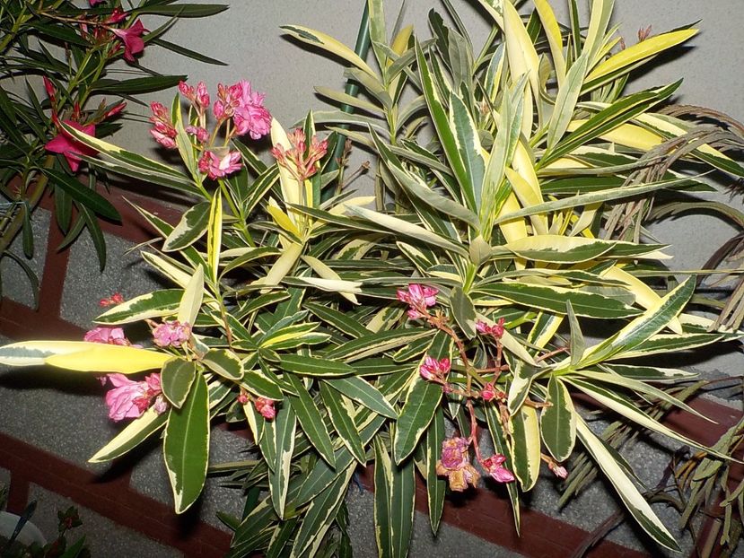  - variegat nr 24