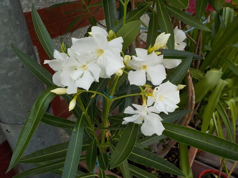  - mont blanc leandru nr 22