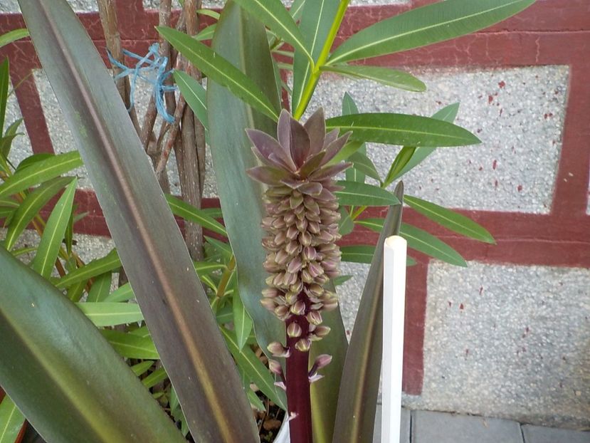  - eucomis