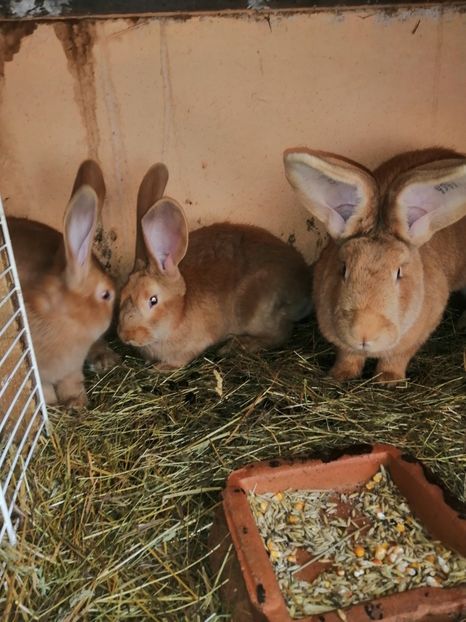  - Ug varietatea galben 2021