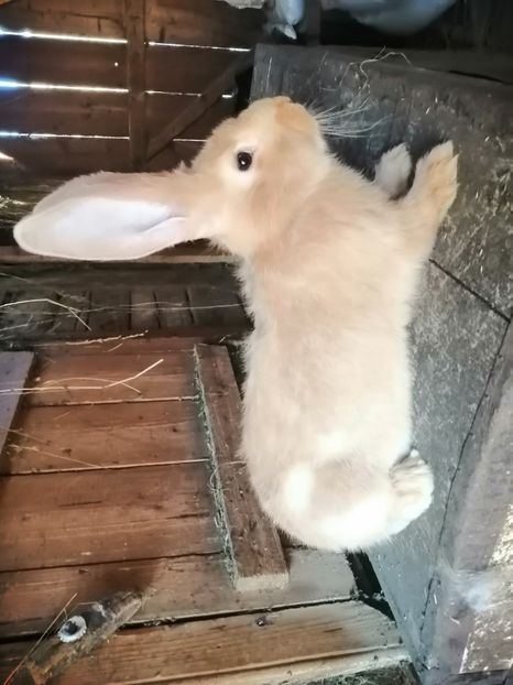  - Ug varietatea galben 2021