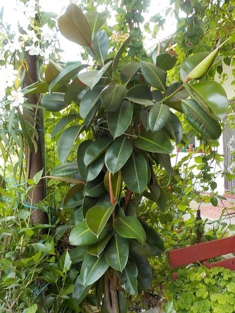 114589919 (2) - ficusi