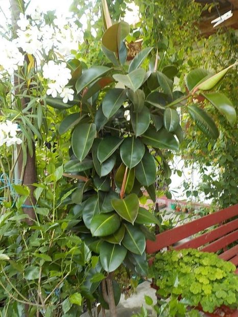 114589943 (2) - ficusi