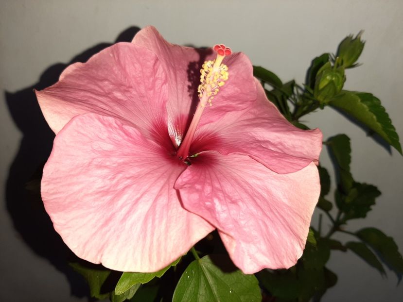  - Florile mele în iulie 2021