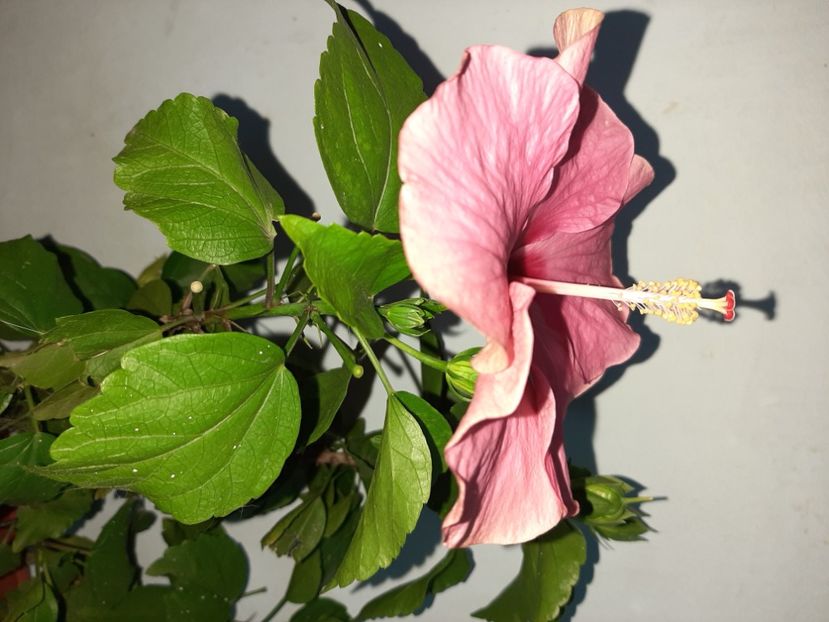  - Florile mele în iulie 2021