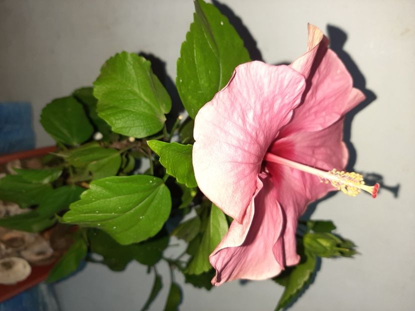  - Florile mele în iulie 2021