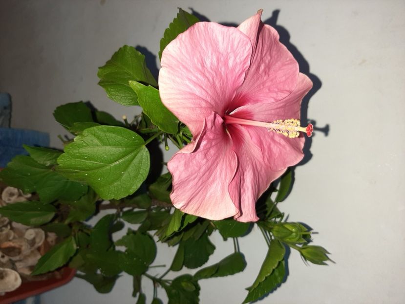  - Florile mele în iulie 2021