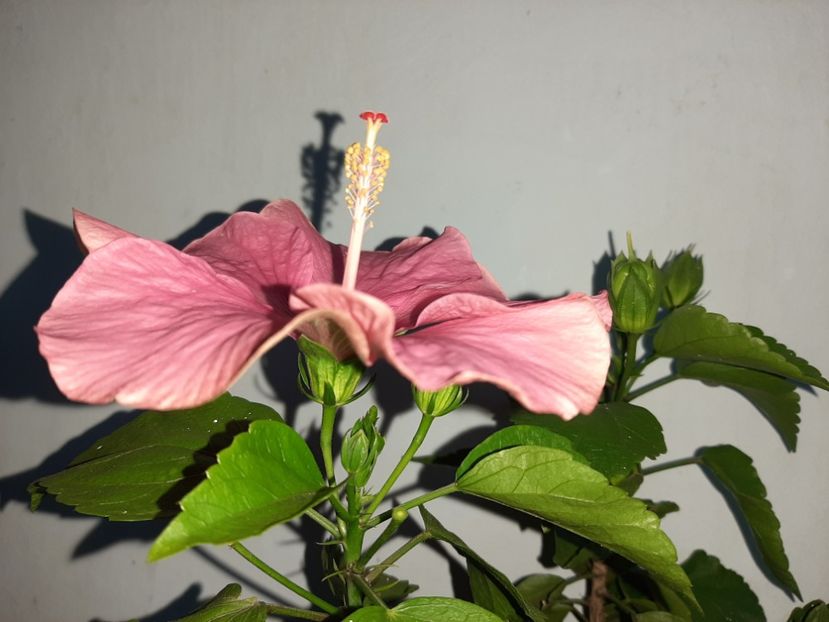  - Florile mele în iulie 2021