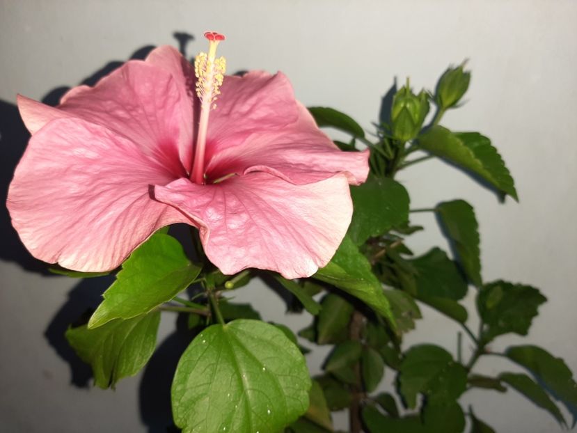  - Florile mele în iulie 2021