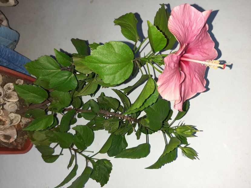  - Florile mele în iulie 2021