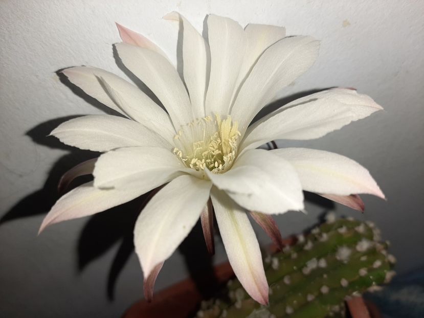  - Florile mele în iulie 2021