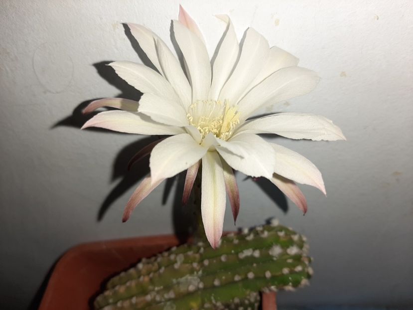  - Florile mele în iulie 2021