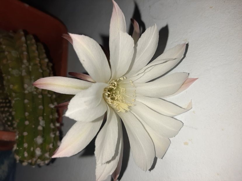  - Florile mele în iulie 2021