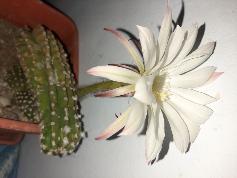  - Florile mele în iulie 2021