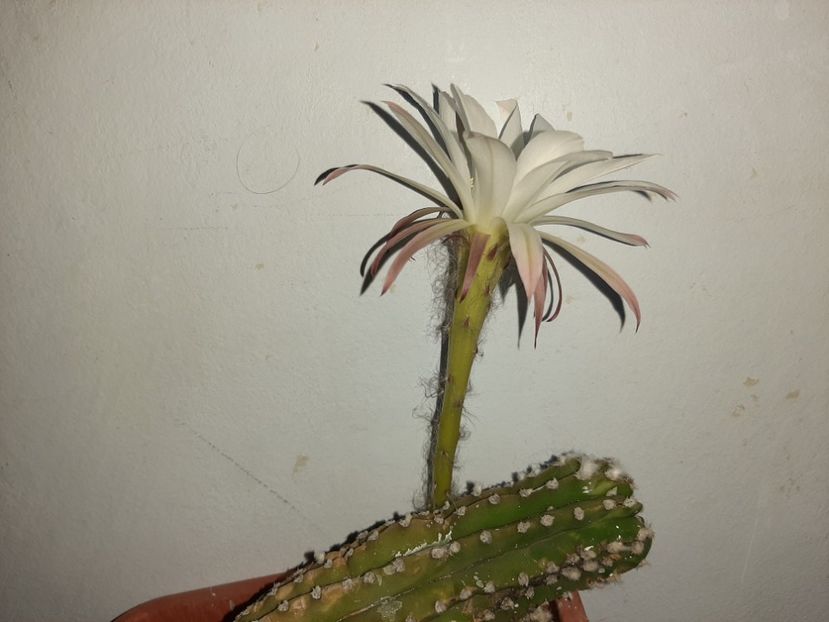  - Florile mele în iulie 2021