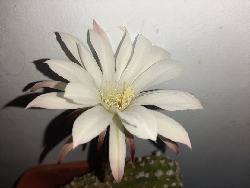  - Florile mele în iulie 2021