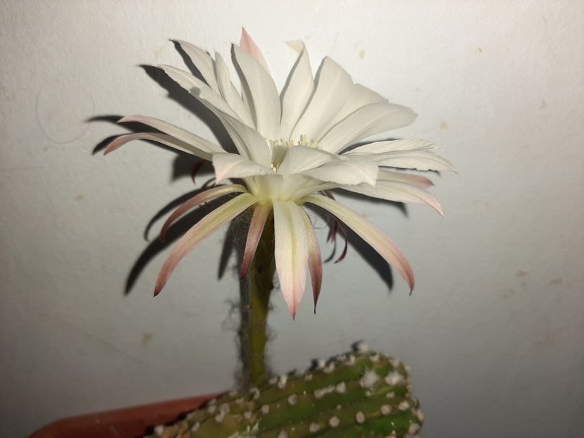  - Florile mele în iulie 2021