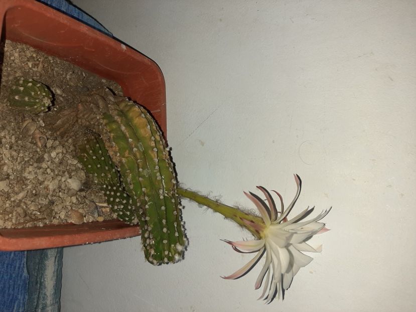  - Florile mele în iulie 2021