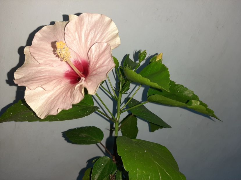  - Florile mele în iulie 2021