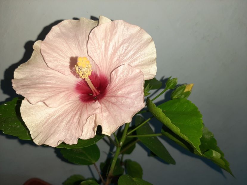  - Florile mele în iulie 2021