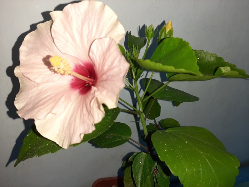  - Florile mele în iulie 2021