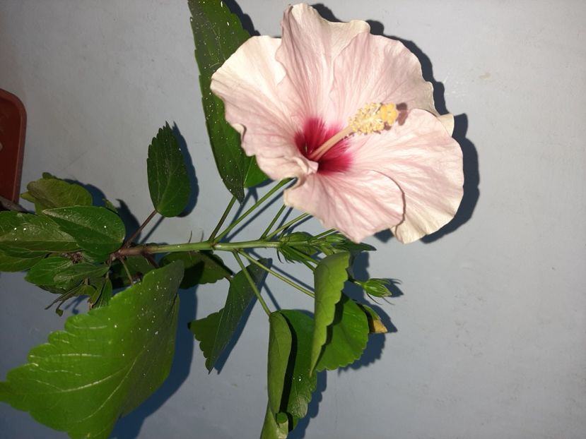  - Florile mele în iulie 2021