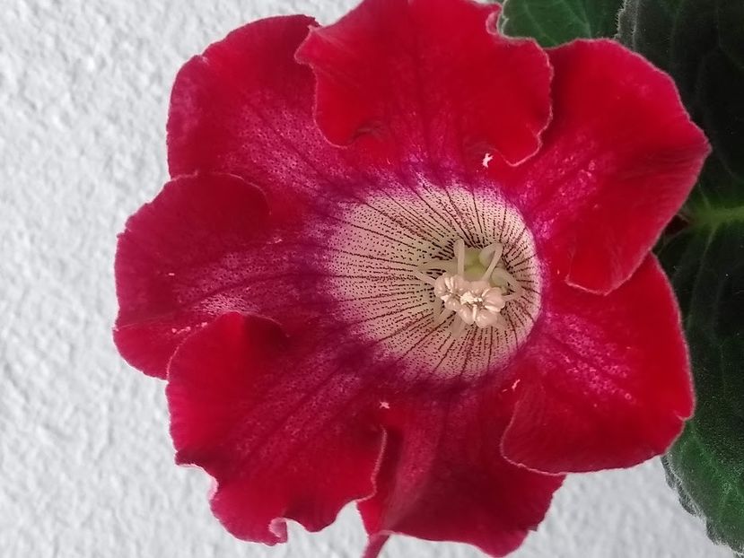 32a - Gloxinia din seminte 2020-2021