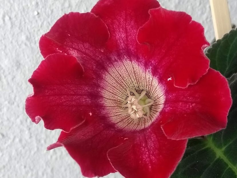 32b - Gloxinia din seminte 2020-2021