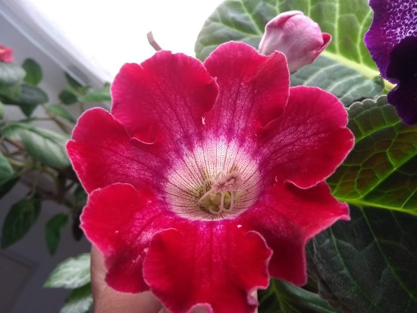 32c - Gloxinia din seminte 2020-2021