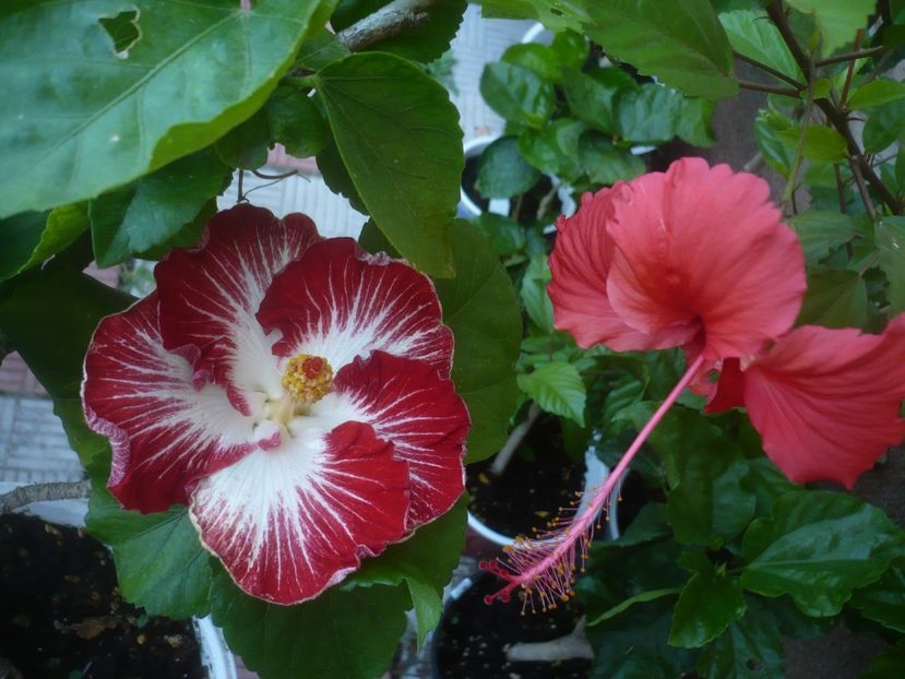 27.07.2021 - HIBISCUSI 2021-3