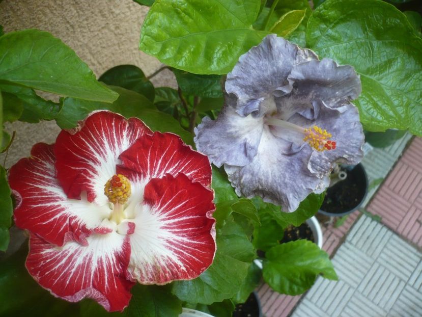 P1500115 - HIBISCUSI 2021-3