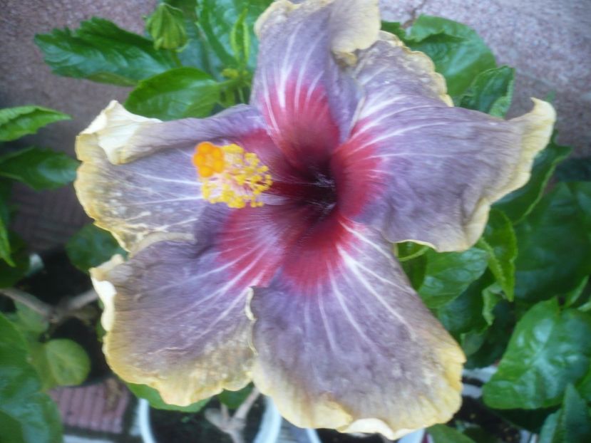 P1500110 - HIBISCUSI 2021-3